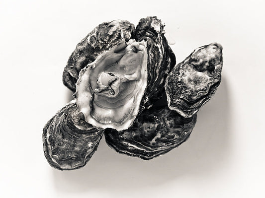 oysters, ostron